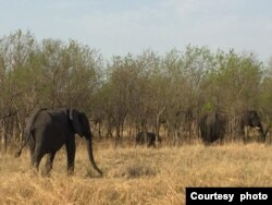 Indlovu ezisemadlelweni eChobe National Park