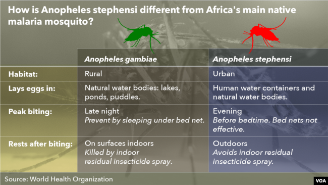 Differences between the Anopheles stephensi mosquito and Africa's main native malaria mosquito. (Source: World Health Organization)