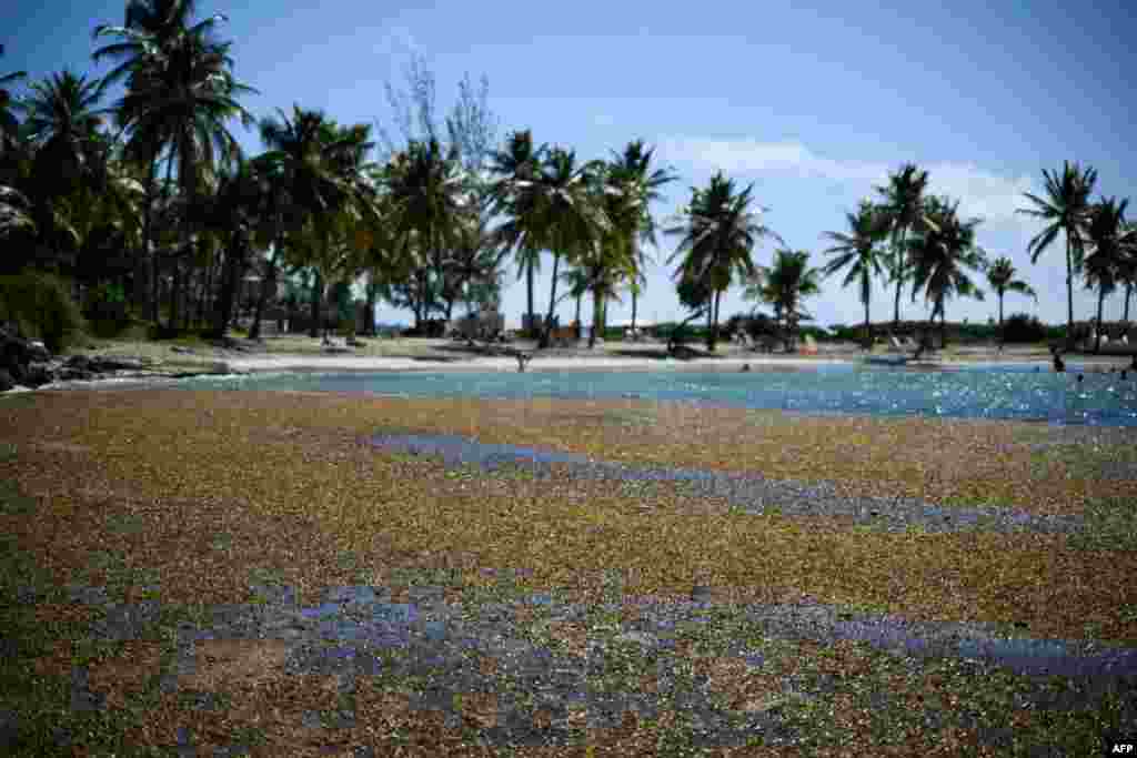 Sargassum seaweed is seen on the shores of Le Gosier on the French overseas islands of Guadeloupe.