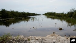 ARCHIVO - Vista parcial de la calzada de Old Tamiami Trail, cerca del Centro de visitantes de Shark Valley en la zona de los Everglades, en Florida, Estados Unidos, en agosto de 2021.