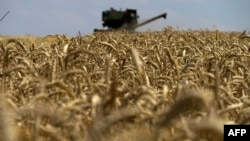 FILE - This July 31, 2022, photo shows a grain combine harvester collecting wheat near Novoazovsk outside Mariupol, amid the ongoing Russian military action in Ukraine. 