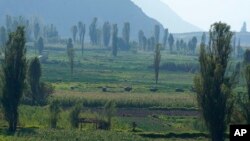 Una mujer camina junto a los campos de hortalizas y las vacas pastan en Huaywasi, en las afueras de La Paz, Bolivia, el jueves 10 de noviembre de 2022.