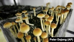 Gljive sa psilocibinom na farmi u Holandiji. 