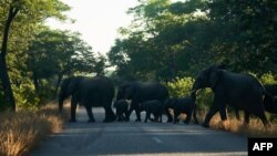 FILE: Elephants cross a road early morning, outside the Hwange National Park, Hwange, Zimbabwe, on May 26, 2022. 