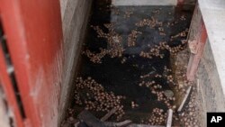 Potatoes float in the flooded basement of Olga Lehan's house in Demydiv, Ukraine, Nov. 2, 2022. Her home near the Irpin River was flooded when Ukraine destroyed a dam to prevent Russian forces from storming Kyiv early the war. Now, serious pollution problems persist.