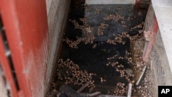 Potatoes float in the flooded basement of Olga Lehan's house in Demydiv, Ukraine, Nov. 2, 2022. Her home near the Irpin River was flooded when Ukraine destroyed a dam to prevent Russian forces from storming Kyiv early the war. Now, serious pollution problems persist.