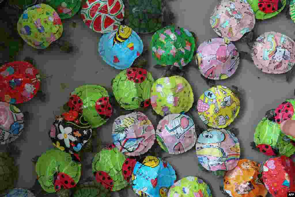 Aquatic turtle hatchlings with painted shells are displayed for sale at the Friday market in Kuwait City.