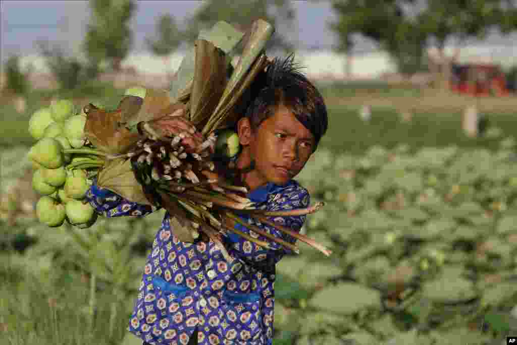 A boy collects lotus flowers in Krasaing Chrum village on the outskirts of Phnom Penh, Cambodia.