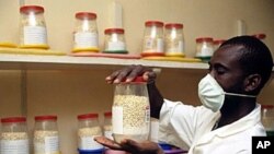 A breeder checks on the health status of conserved maize germplasm in Ibadan, Nigeria.