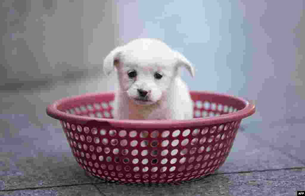 A puppy sits in a plastic strainer, waiting to be sold by its owner, in front of a subway station in downtown Shanghai, China.