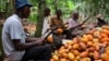 ARCHIVES - Des agriculteurs cassent des cabosses de cacao dans la ville d'Akim Akooko, dans l'est du Ghana, le 6 septembre 2012. 