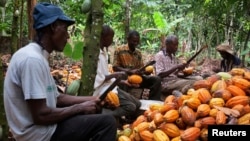 FILE - Farmers break cocoa pods in Ghana's eastern cocoa town of Akim Akooko, Sept. 6, 2012. 