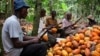 A Sweet Deal? Study Shows Higher Cocoa Prices Could End Child Labor in Ghana