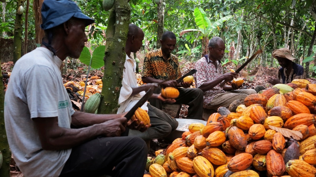 Cocoa Farms In Ivory Coast At Amber Quinones Blog