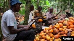 ARCHIVES - Des agriculteurs cassent des cabosses de cacao dans la ville d'Akim Akooko, dans l'est du Ghana, le 6 septembre 2012. 