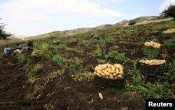 FILE - Farmers rest at a potato field during harvest in Tipaza, west of Algiers, Algeria.