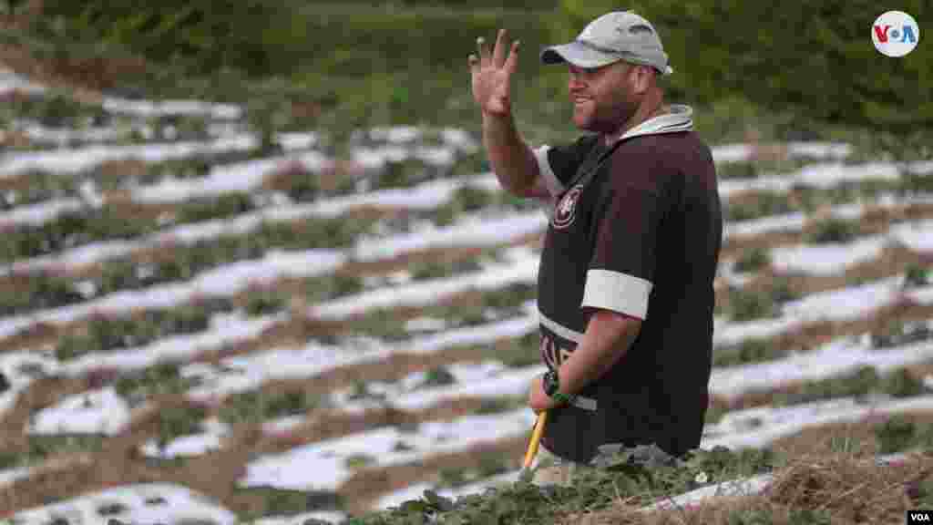 Trabajadores revisan y fumigan los cultivos de fresas, una de las principales frutas que se siembran en la Colonia Tovar, un enclave alemán en Venezuela. Foto: Nicole Kolster, VOA.