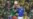 Brazil Wins Group Despite 1-0 Loss to Cameroon at World Cup