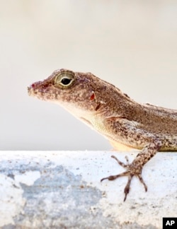 In this photo courtesy of evolutionary biologist Kristin Winchell, an Anolis cristatellus lizard stands on a gate in Rincon, Puerto Rico, Nov. 22, 2018. (Kristin Winchell/New York University via AP)