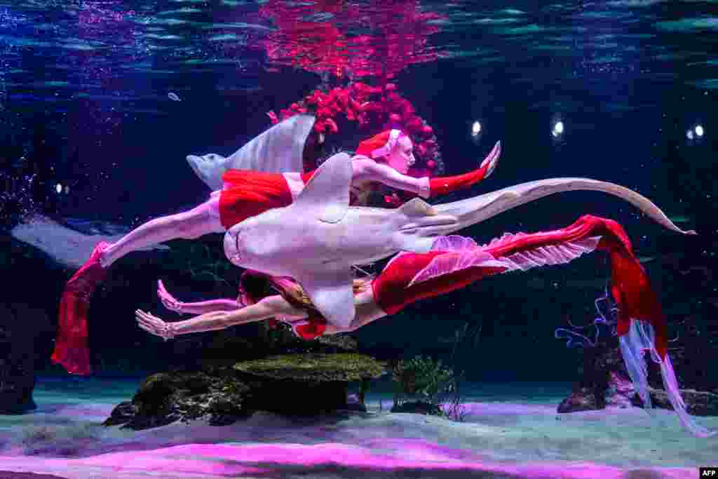 Нуркачите настапуваат за време на подводно шоу со божиќна тема во аквариумот Aqua Planet 63 во Сеул, Јужна Кореја.