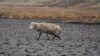 Lagoon Dries Up as Drought Grips Peru's Southern Andes