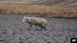 An emciated sheep walks on the dry bed of the Cconchaccota lagoon in the Apurimac region of Peru, Nov. 25, 2022.