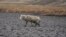 An emciated sheep walks on the dry bed of the Cconchaccota lagoon in the Apurimac region of Peru, Nov. 25, 2022.
