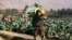 A girl harvests cauliflowers at field on the outskirts of Jalalabad, Afghanistan, Jan. 4, 2023. 