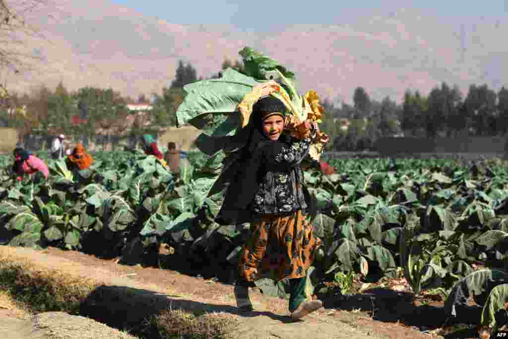 Девојка бере карфиол на нива на периферијата на Џалалабад, Авганистан.