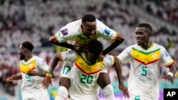 Senegale Bamba Dieng fete ak ko-ekipye li yo apre yo fin make 3em gol yo nan Mondyal Foutbol Qatar la, nan match Gwoup A yo a, Vandredi 25 Nov. 2022. 