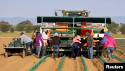 Radnici-migranti sade vinovu lozu otpornu na sušu na jednoj farmi u Woodlandu u Kaliforniji, 25. aprila 2022. 