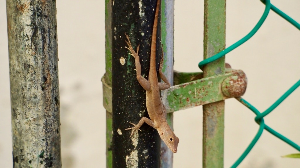 Study: Lizard Changed Genetically to Survive in the City