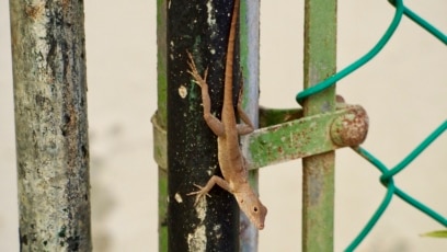 Study: Lizard Changed Genetically to Survive in the City