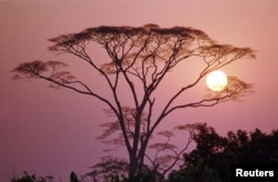 FILE—The sun sets over the Ivory Coast's Tai National Park, a UNESCO World Heritage site, which many fear is in danger as farmers try to increase production of cocoa.