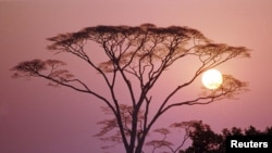 Matahari terbenam di Taman Nasional Tai di Pantai Gading, 25 January 1998. 
