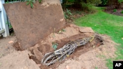 FILE - This 2021 image provided by Mary Menniti shows a fig tree that has been buried and protected with plywood. (Mary Menniti/TheItalianGardenProject.com via AP)