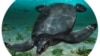 Scientists Discover Ancient Turtle as Big as a Car