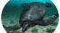 An illustrated reconstruction of the large Cretaceous Period sea turtle Leviathanochelys aenigmatica, which lived about 83 million years ago. (ICRA_Arts/Museu de la Conca Della - Institut Catala de Paleontologia Miquel Crusafont/Handout via REUTERS)
