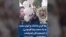 رها کردن بادکنک و کبوتر سفید، به یاد محمدرضا فردوسی، از کشته‌شدگان اعتراضات