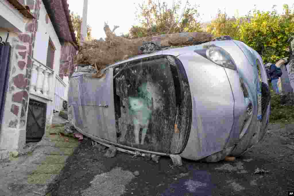 A dog trapped in his owners&#39; car for some 72 hours peeks through the windscreen while rescuers search for possible survivors of the family in Casamicciola, on the southern Italian island of Ischia.