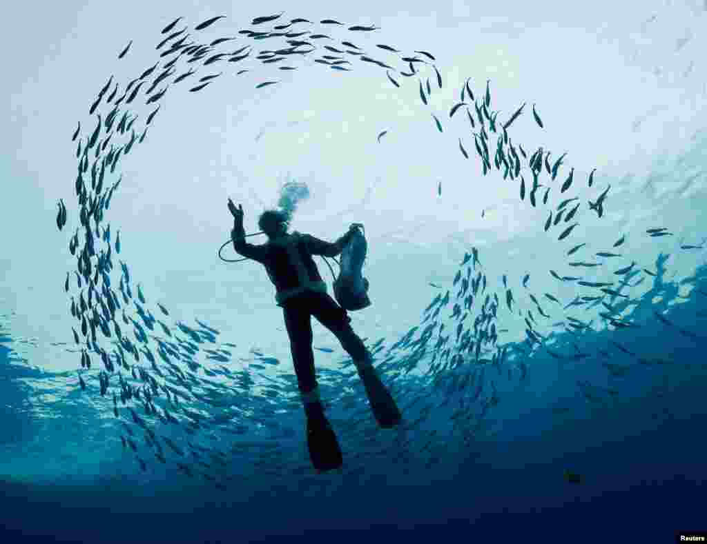 A diver wearing a Santa Claus costume swims with fishes in a large tank during an underwater performance for the upcoming Christmas celebration at Hakkeijima Sea Paradise in Yokohama, south of Tokyo, Japan.