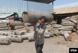 One manufacturer requires 10,000-15,000 willow trees annually to meet the order. (Wasim Nabi/VOA)