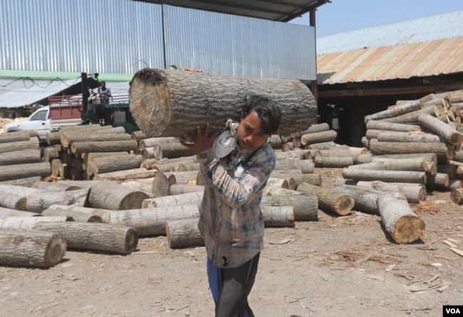 One manufacturer requires 10,000-15,000 willow trees annually to meet the order. (Wasim Nabi/VOA)