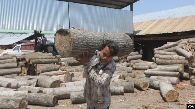 One manufacturer requires 10,000-15,000 willow trees annually to meet the order. (Wasim Nabi/VOA)