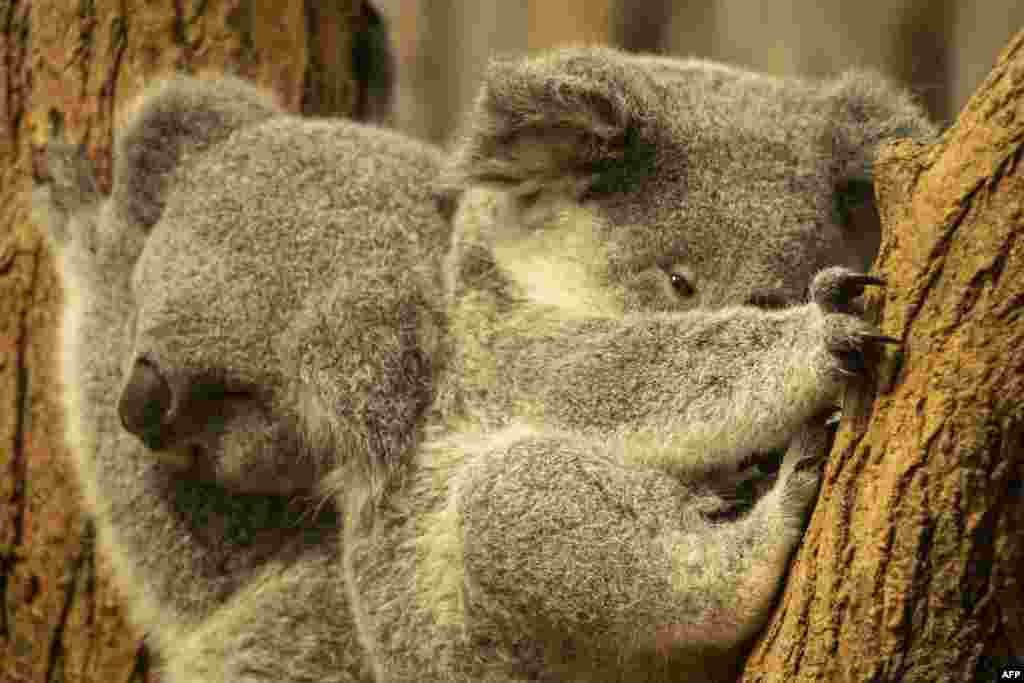 Young koalas, the male &quot;Yunga&quot; and female &quot;Erlinga&quot;, are pictured during their first outing at the koala house of the zoo in Duisburg, western Germany.