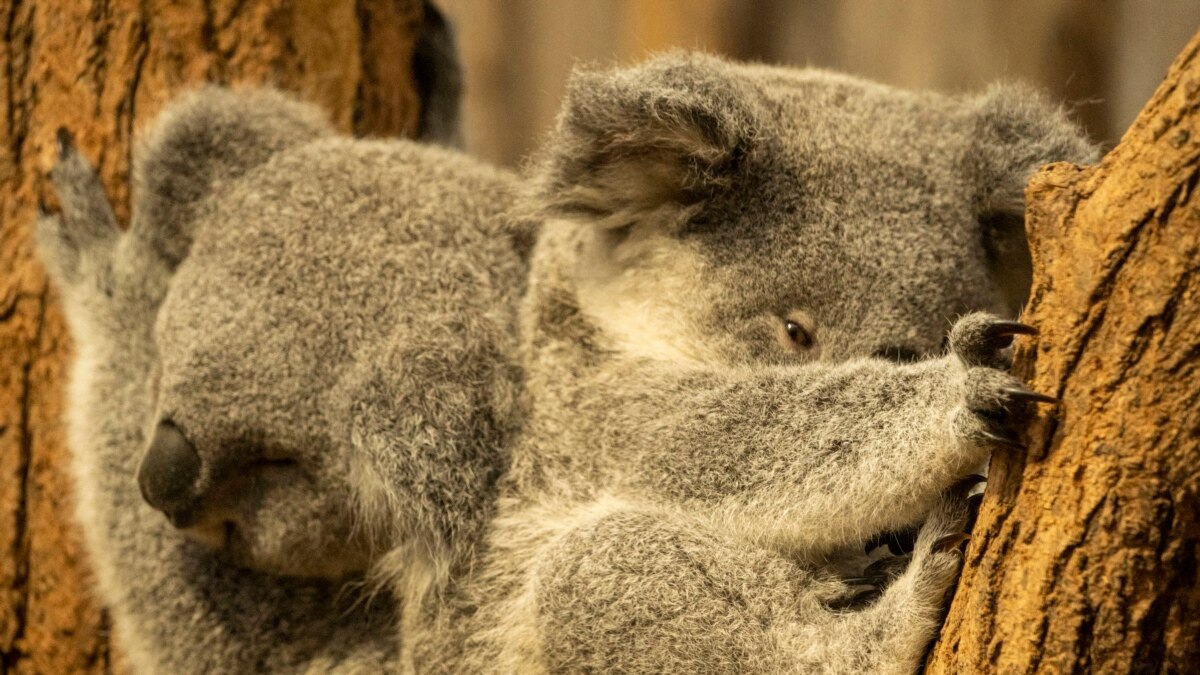 Koalas to the max