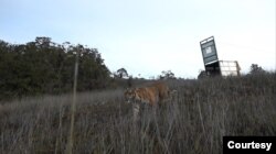 Harimau Sumatra berusia tiga tahun bernama Bestie akhirnya kembali ke habitatnya. Harimau betina itu dilepasliarkan di kawasan Keudah yang merupakan zona inti Taman Nasional Gunung Leuser (TNGL), Jumat 25 November 2022. (Courtesy: BBKSDA Sumut)