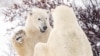 Canadian Polar Bear Population Drops Sharply