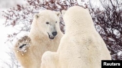 In this file photo, polar bears spar near the Hudson Bay community of Churchill, Manitoba, Canada November 20, 2021. (REUTERS/Carlos Osorio/File Photo)