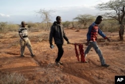 Locals carry elephant meat that was killed by Kenya Wildlife Service rangers after the elephant killed a woman while wandering for water and food in Loolkuniyani, Samburu County in Kenya on Oct. 16, 2022. (AP Photo/Brian Inganga)